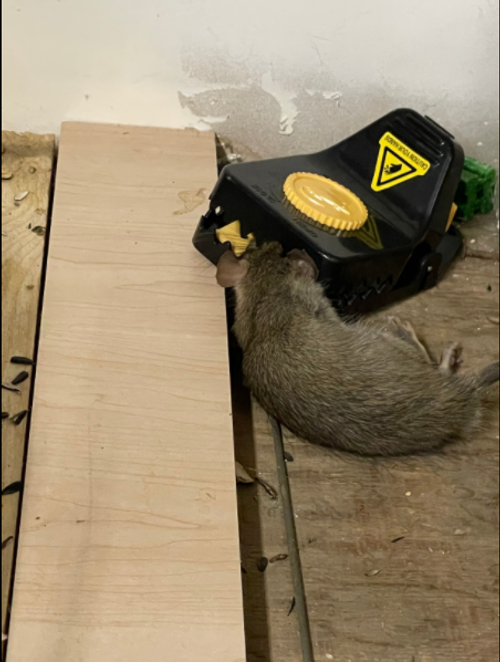 BUY 1 GET 4 RAT TRAPS! 🐭 New Design Hot Sale Rat Snap Trap Large Mouse Trap Plastic Rodent Killer for Home and Garden Use