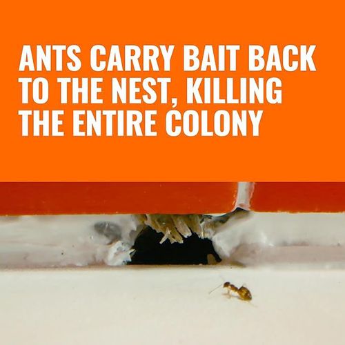 Buy 1, Get 3 Packs – New Liquid Ant Bait, Family & Pet Friendly Formula