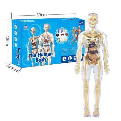 New Clear Human Body Structure Toy Mini Human Anatomy Educational Kit Full Human Skeleton Science Teaching Aids for Kids