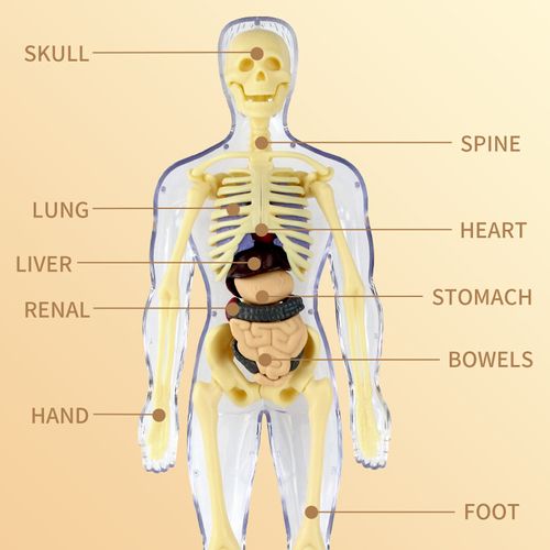 New Clear Human Body Structure Toy Mini Human Anatomy Educational Kit Full Human Skeleton Science Teaching Aids for Kids