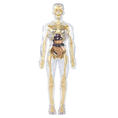 New Clear Human Body Structure Toy Mini Human Anatomy Educational Kit Full Human Skeleton Science Teaching Aids for Kids