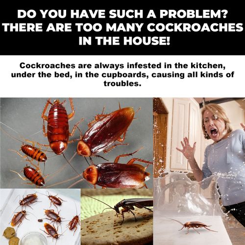 MOONSPRY Cockroach Bait Traps — 2 Boxes for 200 Cedis