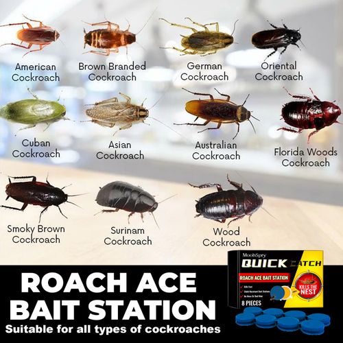 MOONSPRY Cockroach Bait Traps — 2 Boxes for 200 Cedis