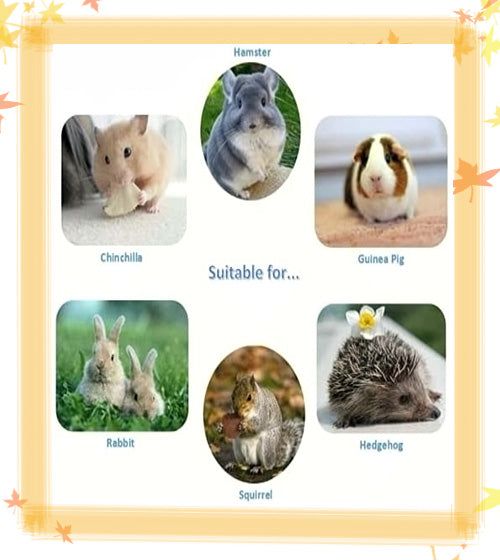 15cps Wooden  Pet  Toy Hamster Rabbit Guinea Pig Parrot Play Molar Supplies