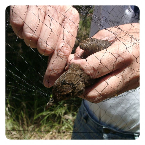 Durable Black PE Garden Bird Netting for Fruit Trees and Strawberry Protection - Outdoor Orchard Barrier with Mesh Design, Garden Pest Control | Streamlined Appearance | Long-Lasting Material, Plant Protection Netting