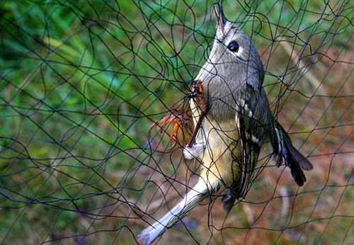 Durable Black PE Garden Bird Netting for Fruit Trees and Strawberry Protection - Outdoor Orchard Barrier with Mesh Design, Garden Pest Control | Streamlined Appearance | Long-Lasting Material, Plant Protection Netting