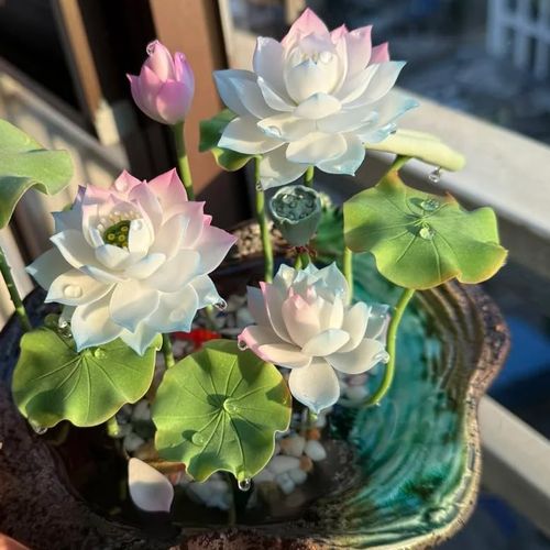 🔥HOT SALE🔥 COD！Water Lily Seeds, Open-Petaled Lotus Seeds, Multi-Colored Lotus Seeds, Large Water Lily Seedlings, Bowl-Shaped Water Lilies, Four-Season Blooming Seeds, Bowl-Shaped Water Lily Seeds