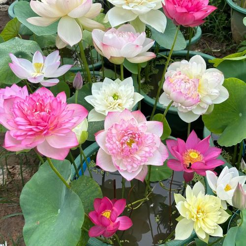 🔥HOT SALE🔥 COD！Water Lily Seeds, Open-Petaled Lotus Seeds, Multi-Colored Lotus Seeds, Large Water Lily Seedlings, Bowl-Shaped Water Lilies, Four-Season Blooming Seeds, Bowl-Shaped Water Lily Seeds