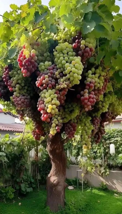 Giant Grape Tree Seeds: Thin-Skinned, Large, and Seedless
