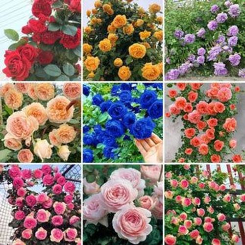 Elegant Climbing Rose Flower Seeds (Imported)