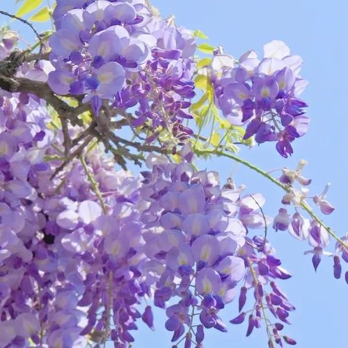 🌸WISTERIA - THE GARDENS CASCADING BEAUTY ALL YEAR ROUND