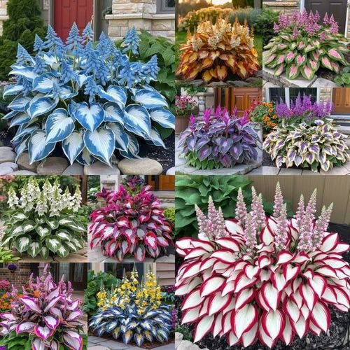 🎁🍃 Mix Rare Hosta Seeds🌿
