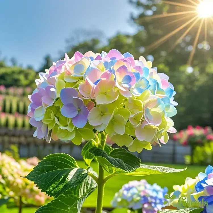 Dreamy Hydrangea Seeds – A Kaleidoscope of Colors for Your Garden