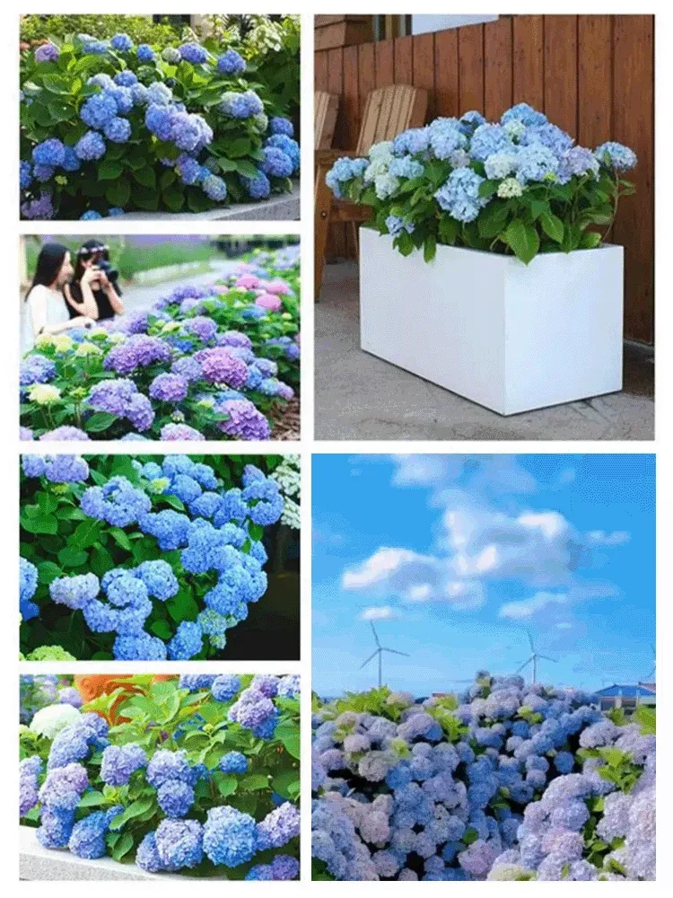 Blind box seeds of hydrangea with various colors and four seasons
