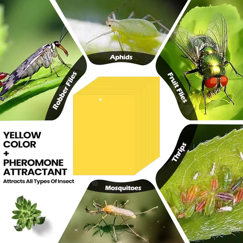 Double-sided Strong Glue Yellow Sticky Insect Board Flying Trap for Indoor, Outdoor,Farm,Garden,Greenhouse,Orchord.