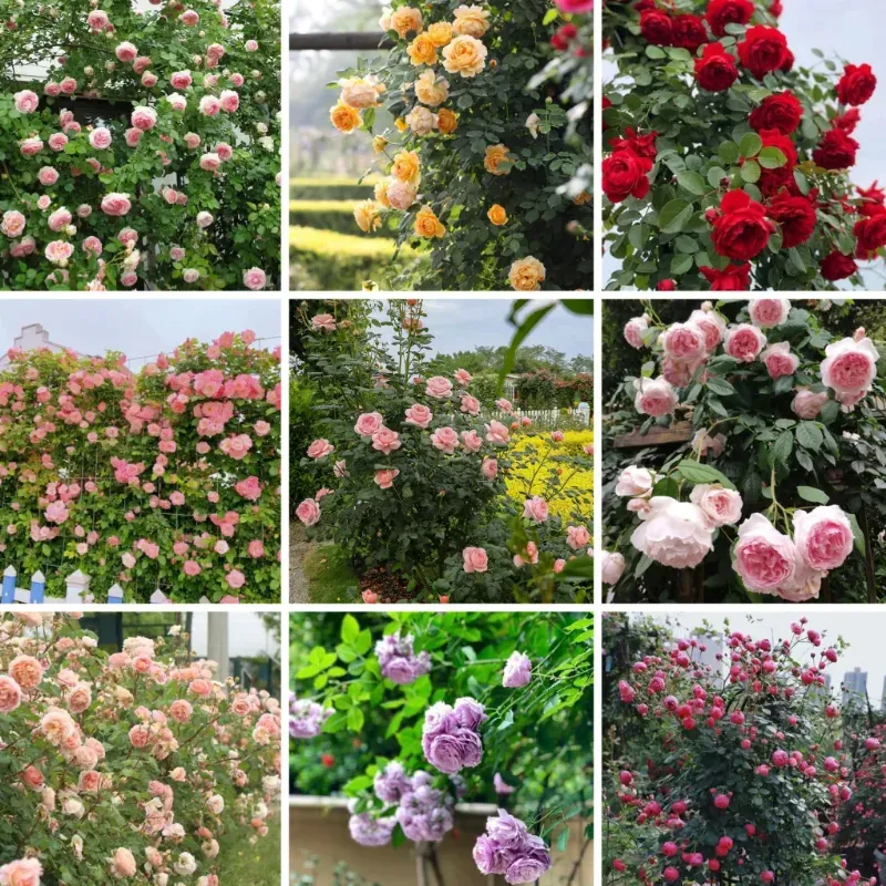 🌹Climbing Rose Seeds - Good Luck Rising💐