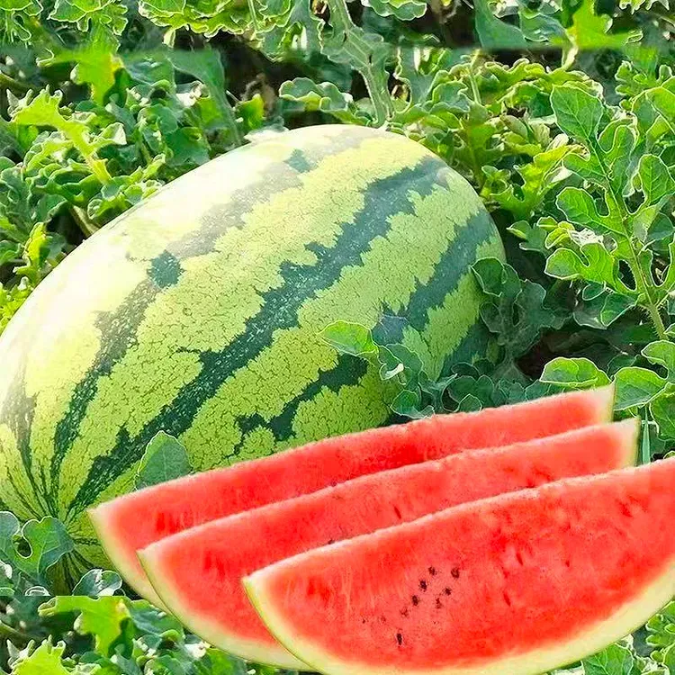 🍈Lazy Seedless Watermelon
