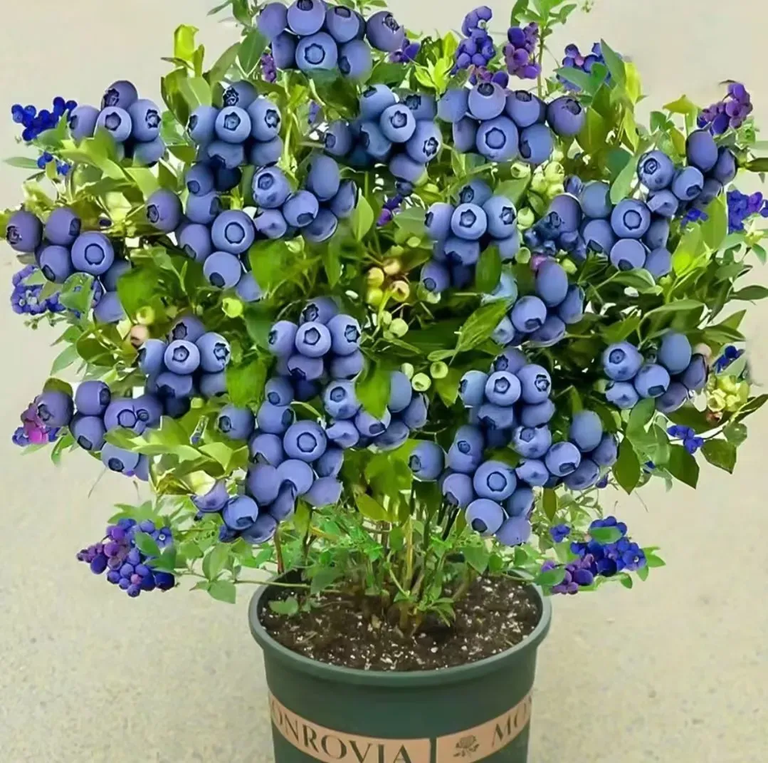 🍇King of Berries - Giant Blueberry Fruit Seeds - Four Seasons Plants🌱