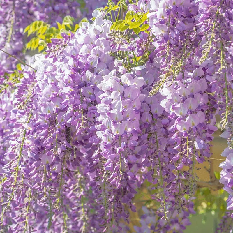 🌸Wisteria - The Gardens Cascading Beauty All Year Round