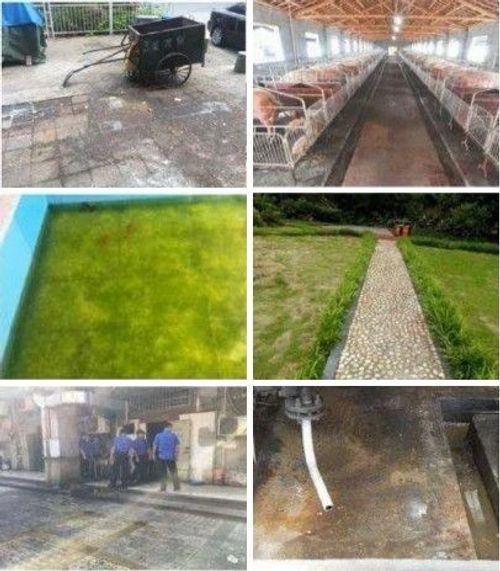 Floor Cleaning Brush Cleaning Garden Flooring Green Moss Outdoor Stainless Steel Cement Floor