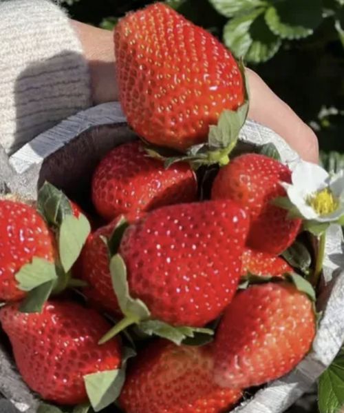 🔥All-year-round strawberry seeds🍓