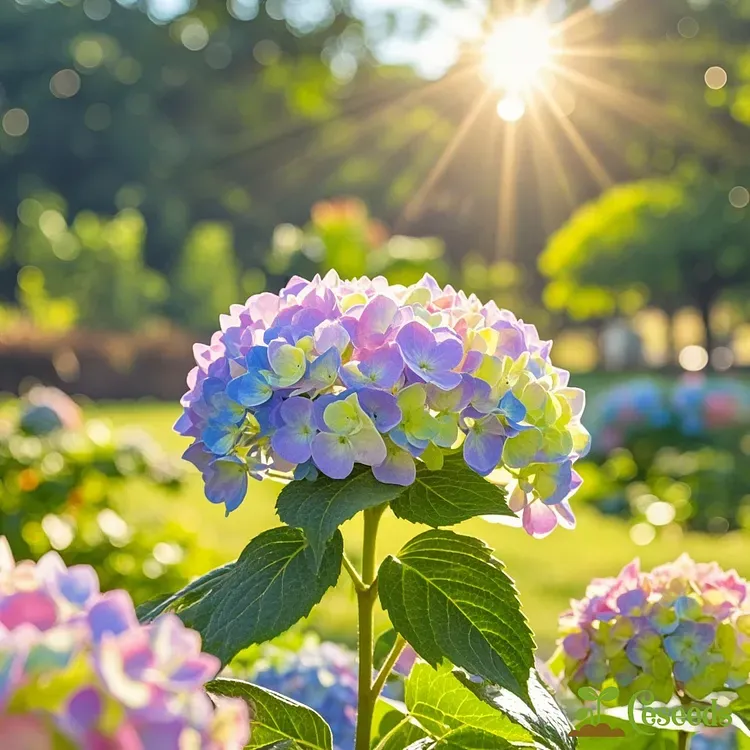 Dreamy Hydrangea Seeds – A Kaleidoscope of Colors for Your Garden
