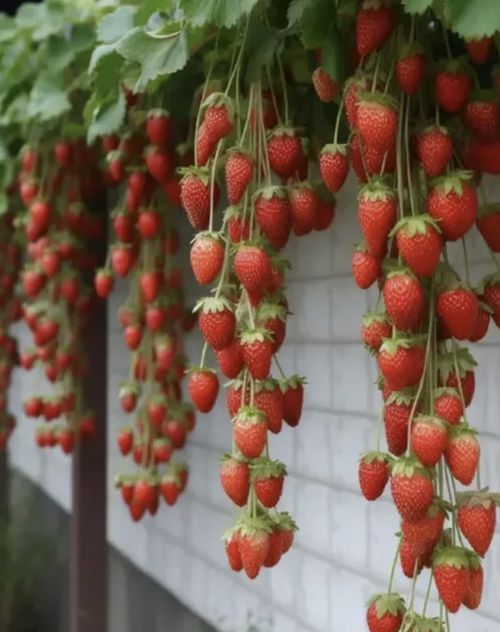 🔥All-year-round strawberry seeds🍓