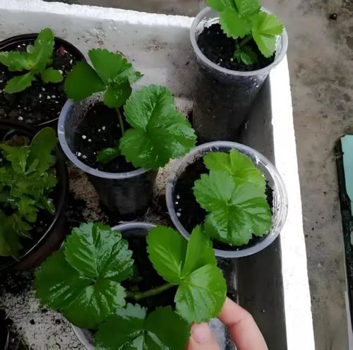 🔥All-year-round strawberry seeds🍓