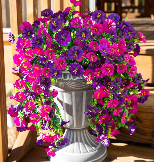 🌺Hanging Morning Glory
