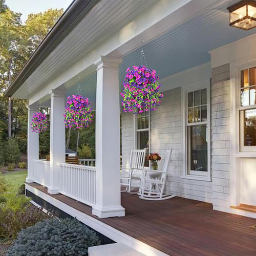 🌺Hanging Morning Glory