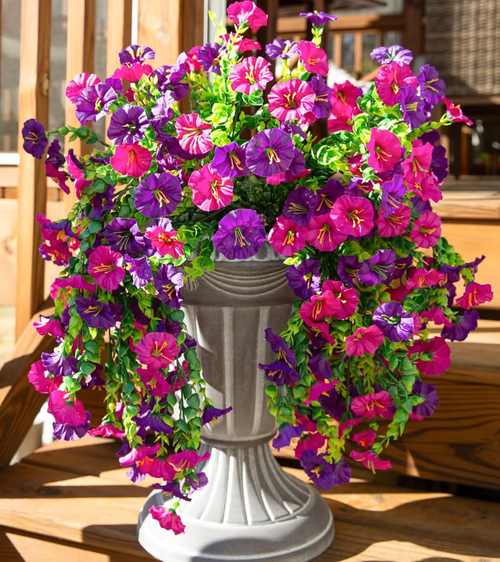 🌺Hanging Morning Glory