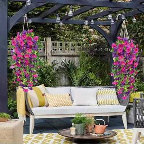 🌺Hanging Morning Glory