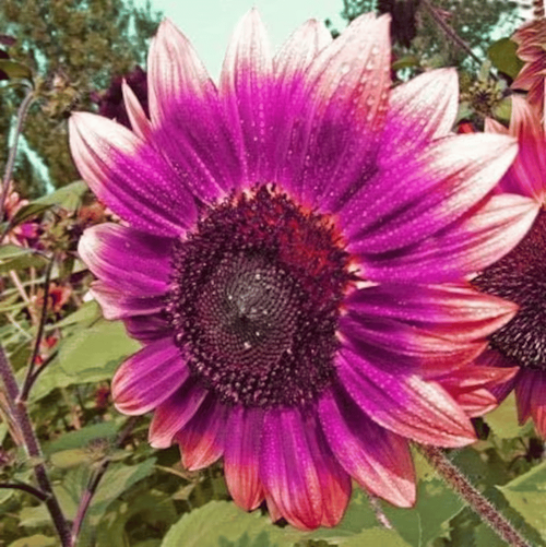 Giant Purple Sunflower Seeds