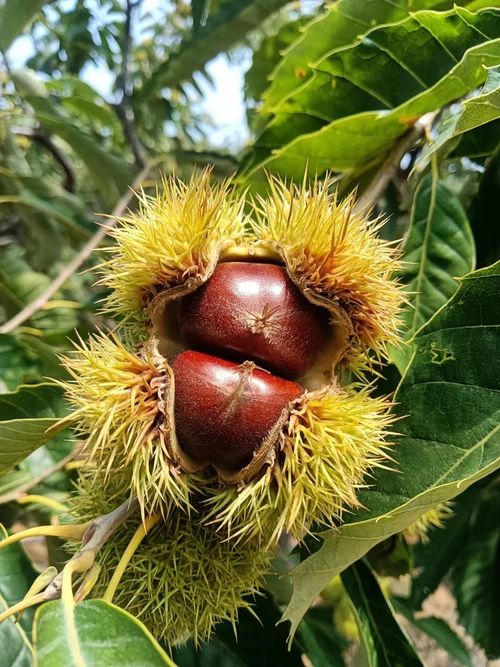Dwarf Chestnut Seeds