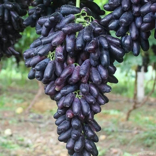 SAPPHIRE GRAPES SEEDS