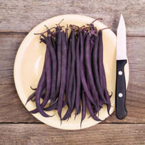 Bean Amethyst  Seeds