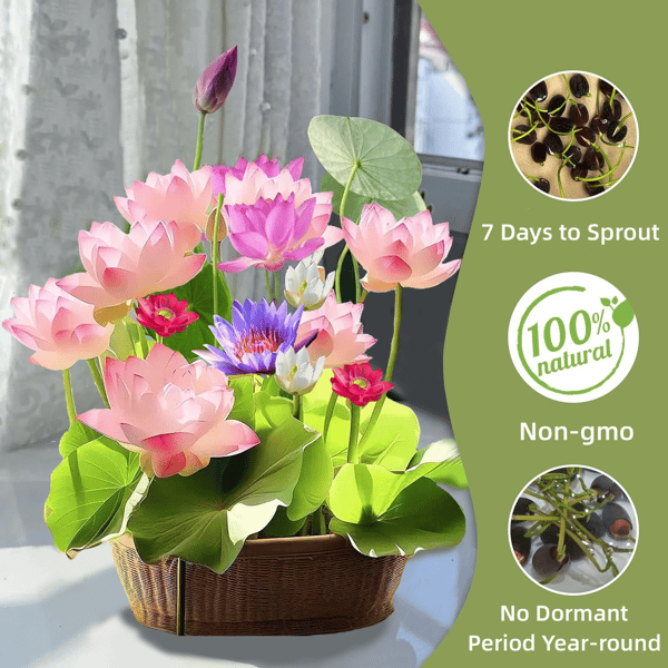 Buy 1 Get 2 !!! （1set 10pcs）🌱 7 days germination💐The Sacred Bonsai Bowl Lotus Flower