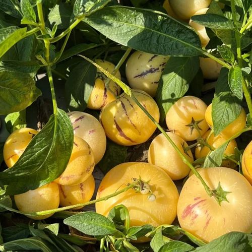 Ginseng Fruit Pepino Melon Seeds-Solanum Muricatum