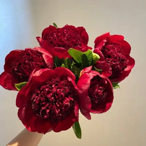 Paeonia suffruticosa Seed