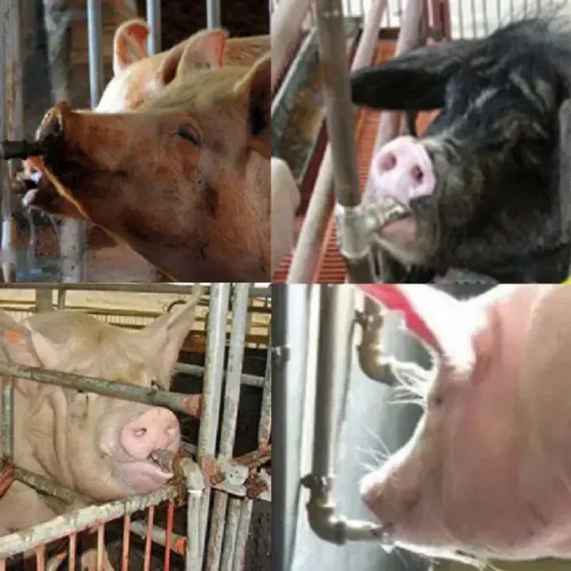 BUY 1 GET 3 !!! Stainless Steel Automatic Nipple Water Drinker for Pigs