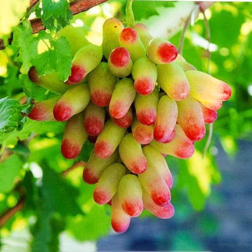 Beauty Finger Grapes Seeds