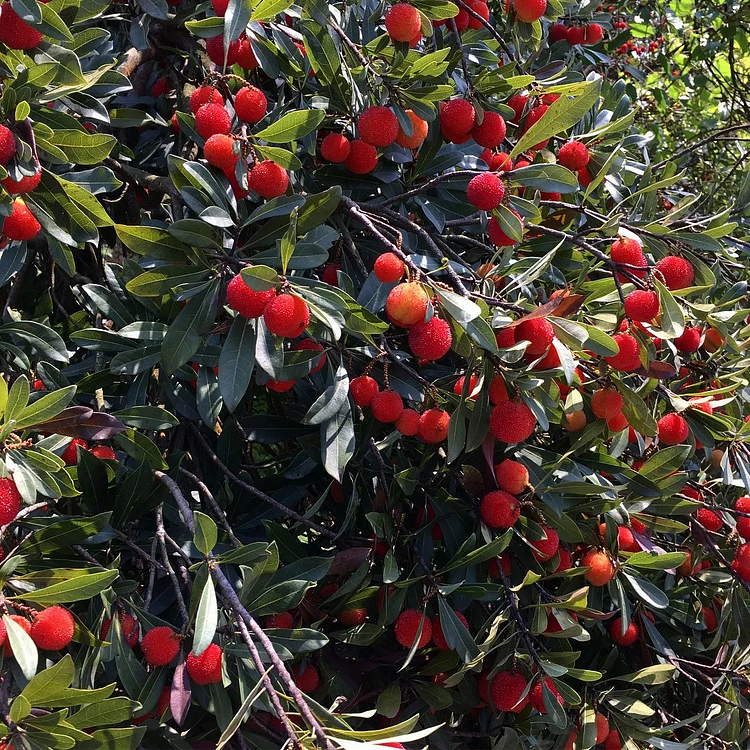 🔥🔥HIMALAYAN BAYBERRY⭐ (KAPHAL) SEEDS（100 Seeds）