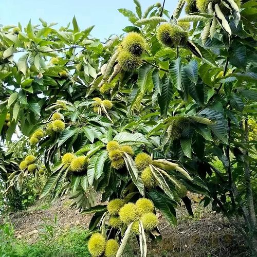 Dwarf Chestnut Seeds