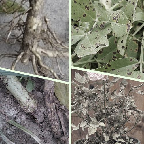 fertilizer sticks for plants