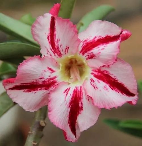 Desert Rose Seeds