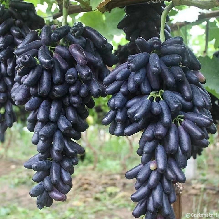 SAPPHIRE GRAPES SEEDS(100seeds)