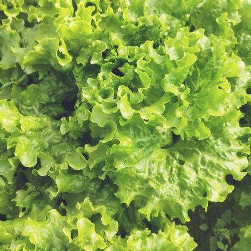 Lettuce   Seeds