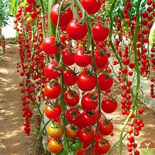 Waterfall Tomato Seeds