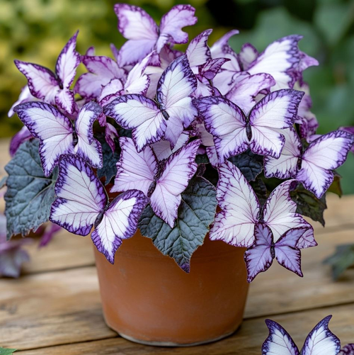 Butterfly Shaped Flower Seeds