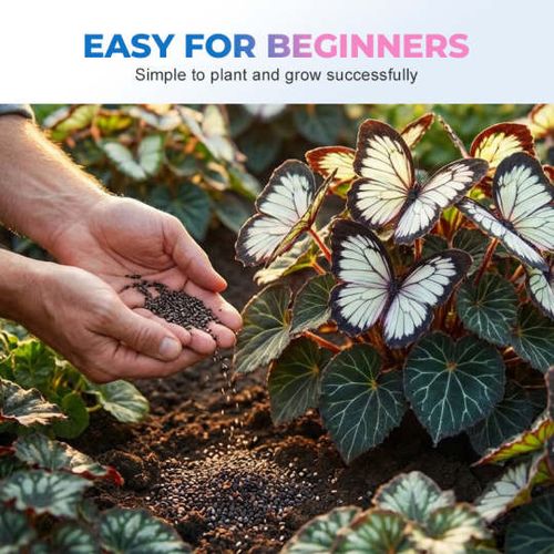 Butterfly Shaped Flower Seeds